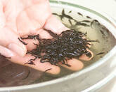 芽ひじきの煮物の作り方1