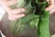 ほうれん草のおろし和えの作り方の手順1