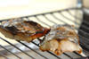 春の魚！サワラのシンプル塩焼きの作り方の手順5