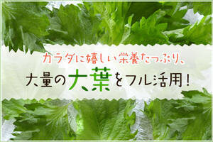 カラダに嬉しい栄養たっぷり、大量の大葉をフル活用！