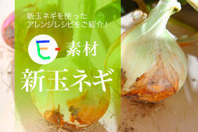 E-素材　新玉ネギ