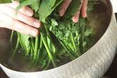 ほうれん草のおひたしの下準備1