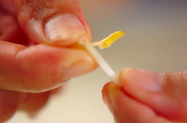 もち麩とモヤシの赤だしの作り方の手順2