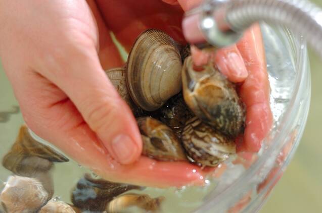 アサリと春キャベツの酒蒸しの作り方の手順1