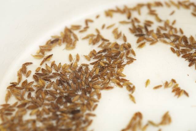 夏野菜の即席アチャールの作り方の手順5