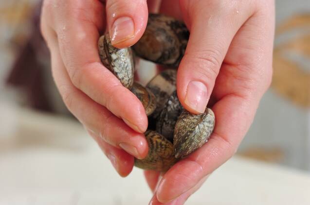 ショウガ香る！アサリの炊き込みご飯の作り方の手順1