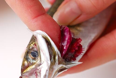 小アジのマリネの作り方の手順1