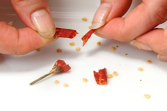 ペペロンチーノの作り方の手順1