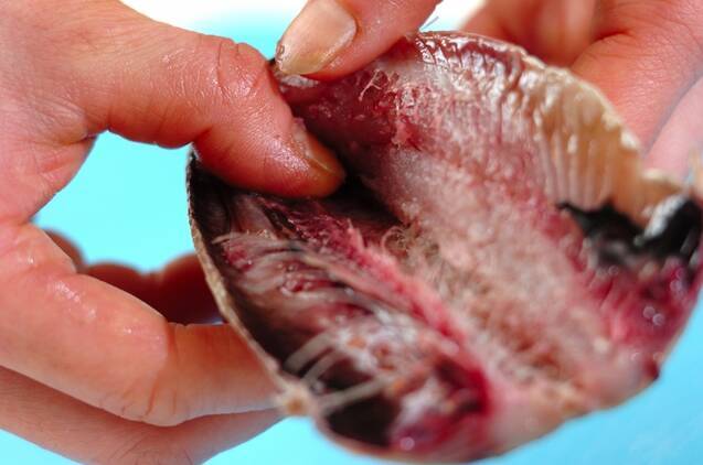 和食の定番 イワシのショウガ煮の作り方の手順1