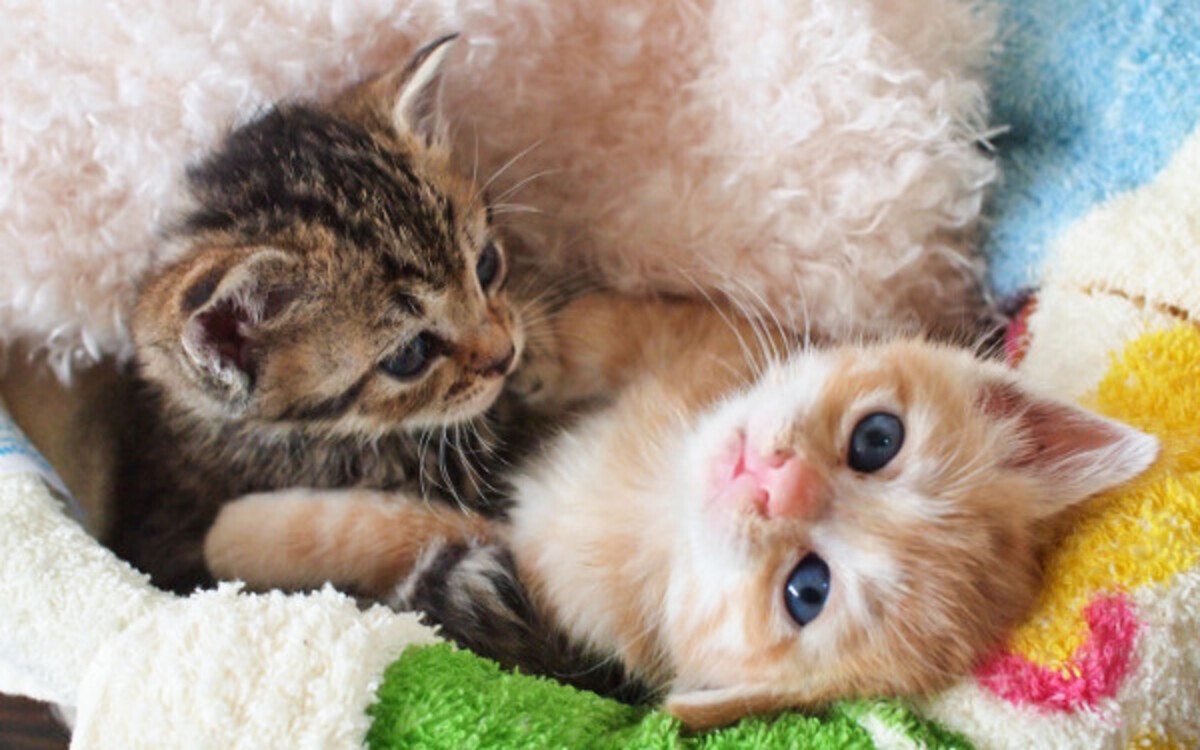 もし飼うなら あなたにピッタリな猫種は 心理テスト ウーマンエキサイト占い