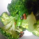 ブロッコリーのペペロンチーノ炒め