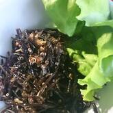 キヌアとヒジキのヘルシーサラダ