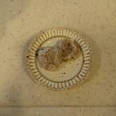 レンコンたっぷりシューマイ