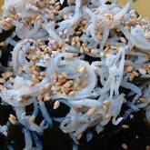 海藻とシラスの酢の物