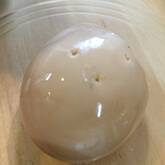 エスニック風味！オイスターソースの半熟煮卵