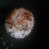 ワカメの焼きおにぎり