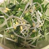 モヤシのサラダ