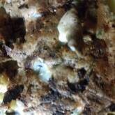 いろいろお好み焼き