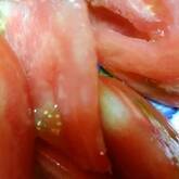 ひんやりトマト