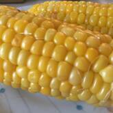 ゆでトウモロコシ