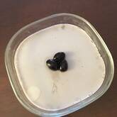 黒豆プリン