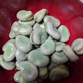 ホクホク塩ソラ豆