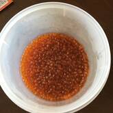 しょうゆイクラ