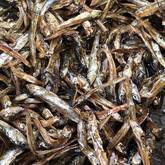 田作り（ごまめ）