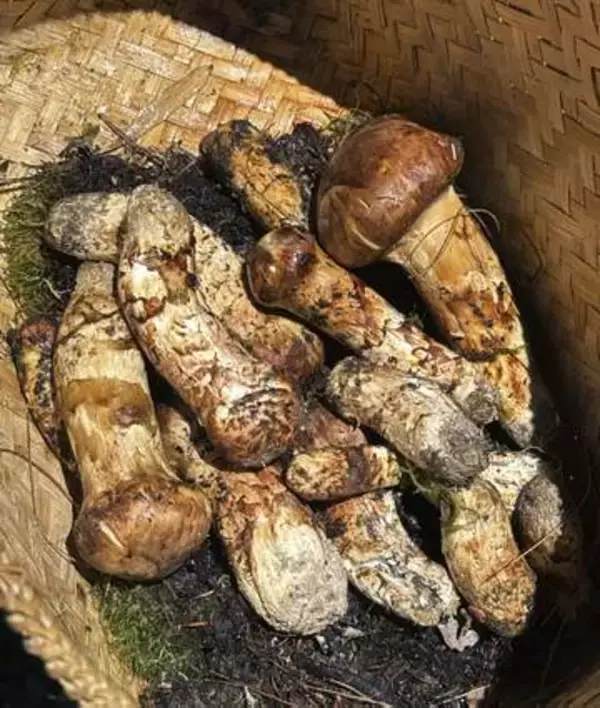 「こんな夢のような場所があるとは」高級食材マツタケが山にごろごろ　格安なのに地元で人気なし…実は知る人ぞ知る、ヒマラヤの小国の「眠る宝」