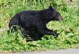 「クマはどこからやってきたのか…後手に回ったクマ対策、長年警鐘を鳴らしてきた先進県の研究者の指摘　各地でクマ人材獲得競争が勃発、「影響は間違いなく全国に及ぶ」とも」の画像1