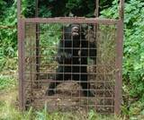 「熊と目が合った瞬間「危ない、こいつは来る」…ガバメントハンターは危険と隣り合わせ、さらにデスクワークとの二重負担　でも「生きがいを仕事にできている」」の画像1