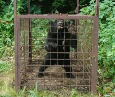 クマと目が合った瞬間「危ない、こいつは来る」…ガバメントハンターは危険と隣り合わせ、さらにデスクワークとの二重負担　でも「生きがいを仕事にできている」