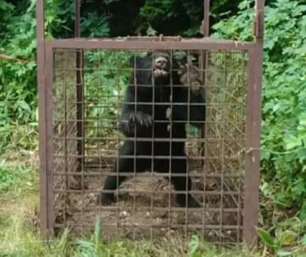 熊と目が合った瞬間「危ない、こいつは来る」…ガバメントハンターは危険と隣り合わせ、さらにデスクワークとの二重負担　でも「生きがいを仕事にできている」