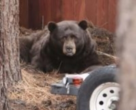 「クマに恐怖を与えろ」アメリカでも増える出没…でも殺処分しない「真意」　ゴッドファーザーの街で教えられた、共生するための知恵