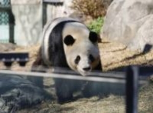 「パンダはもう要らない」ＳＮＳで活発な脱パンダ論、Ｘを解析したら→ＡＩは「特定の層が頑張っている」　誘致に浴びせる「媚中」批判が日本人に迫る「踏み絵」【データ・インサイト】　