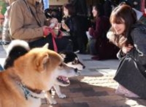 島根県益田市はなぜ「柴犬の聖地」なのか　柴犬の愛犬を失った女性がルーツを再発見するまで