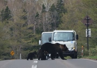 なぜ１人と３頭の命は失われたのか、世界遺産知床で見過ごされたリスク　襲われた登山者、崩れるヒグマとの「共存」