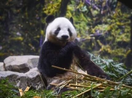 日中関係冷え込み、どうなる日本のパンダ。２月に迫る上野の「シャオ・レイ」返還期限。友好の象徴か、外交カードか