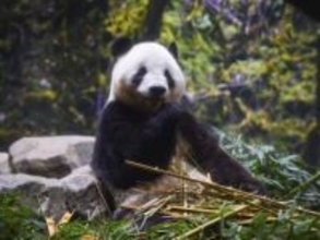 日中関係冷え込み、どうなる日本のパンダ。２月に迫る上野の「シャオ・レイ」返還期限。友好の象徴か、外交カードか