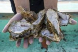 「来年の分も死んでいる」カキの大量死で悲鳴、救うカギは「海底」にあった？　コントロールできない天候に知力とデータで立ち向かう若者たち