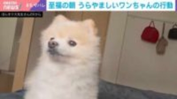 至福の朝！目覚めに合わせて手を“にぎにぎ”するポメラニアンの姿に「前世でどんな良い事をしたの？」と反響