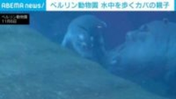 慣れない泳ぎで母親に激突！水中を歩くカバの親子 ドイツ・ベルリン動物園