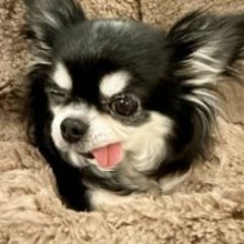 小柳ルミ子「今日からやっと」1週間ぶりに“社会復帰”