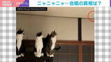 「深夜に猫たちが“大合唱”!? 真相に飼い主「手が届かない存在に何か訴えていたのかも」」の画像1