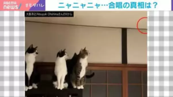 深夜に猫たちが“大合唱”!? 真相に飼い主「手が届かない存在に何か訴えていたのかも」