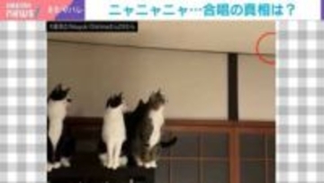 深夜に猫たちが“大合唱”!? 真相に飼い主「手が届かない存在に何か訴えていたのかも」