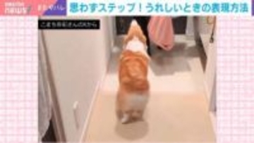 謎ダンス？犬が“サルサステップ”をする様子に「このお出迎えされたらサイコーに嬉しい」と反響続々