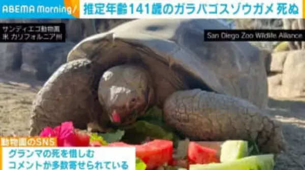 推定年齢141歳のガラパゴスゾウガメ「グランマ」死ぬ 動物園のSNSに惜しむ声 米