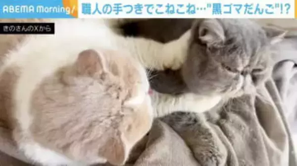 職人？後輩猫の顔を一心不乱に“こねる”先輩猫に「後ろ脚も使ってるw」「上手にこねられました」と反響