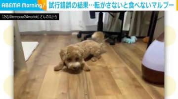 飼い主「今これでしかご飯を食べない」←“衝撃的な食べ方”をする子犬に「似たような時期あった」「うちも試行錯誤大変でした…」と共感の声